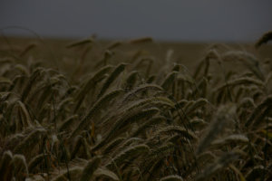close up image of wheat in a field